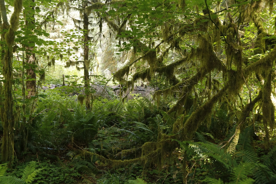 Trail through temperate rainforest in Olympic National Park with mossy trees